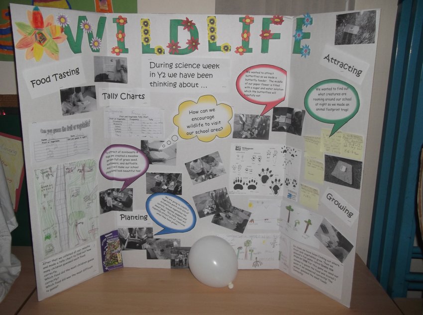 Image of Science Week Displays- can now be viewed in the Creative Curriculum Section